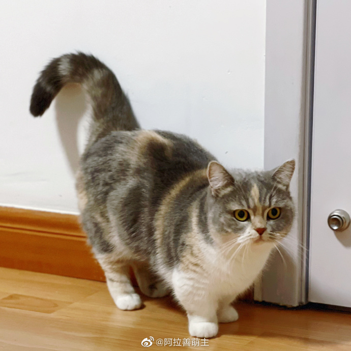 猫图片|宠物猫|猫咪|