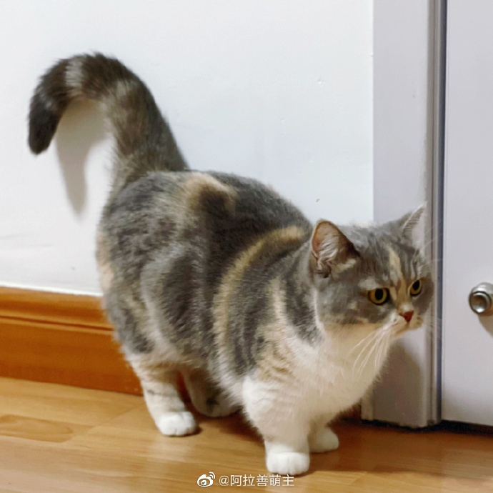 猫图片|宠物猫|猫咪|