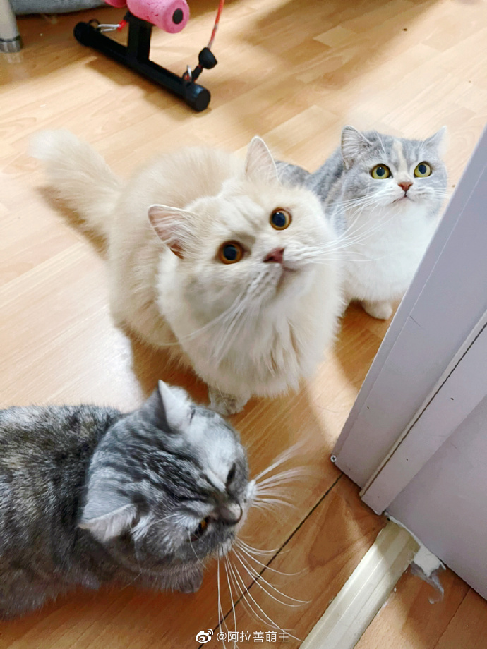 猫图片|宠物猫|猫咪|