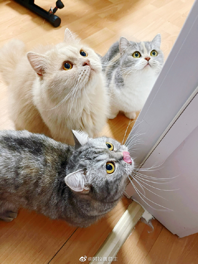 猫图片|宠物猫|猫咪|