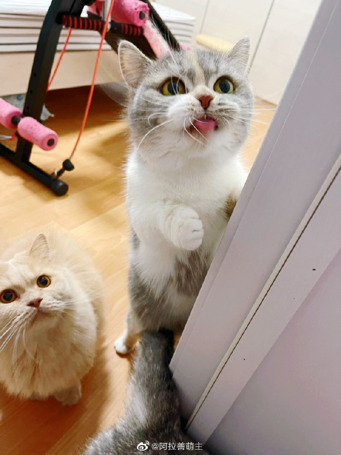 猫图片|宠物猫|猫咪|