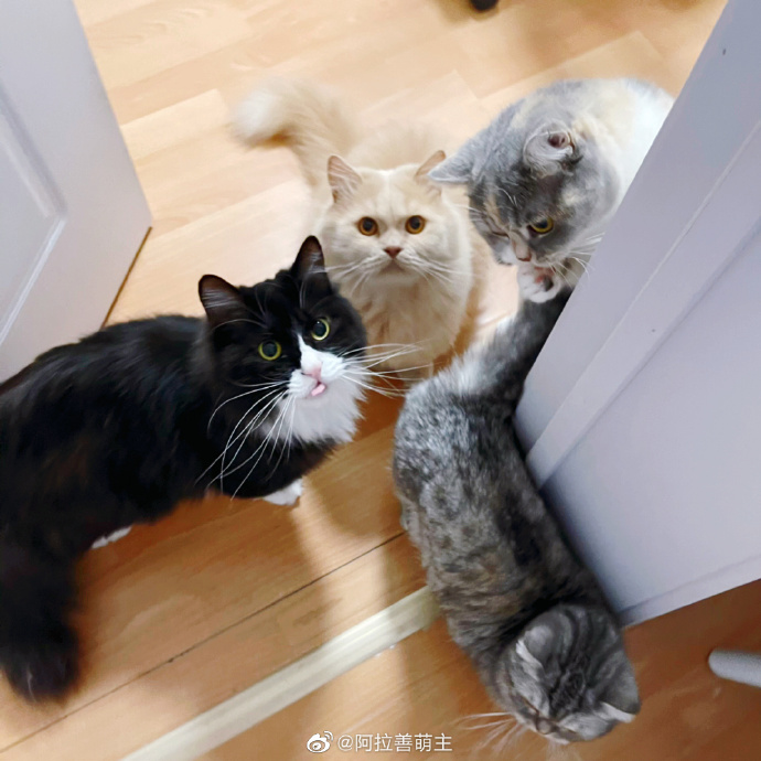 猫图片|宠物猫|猫咪|