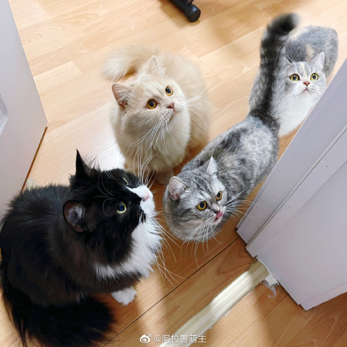 猫图片|宠物猫|猫咪|