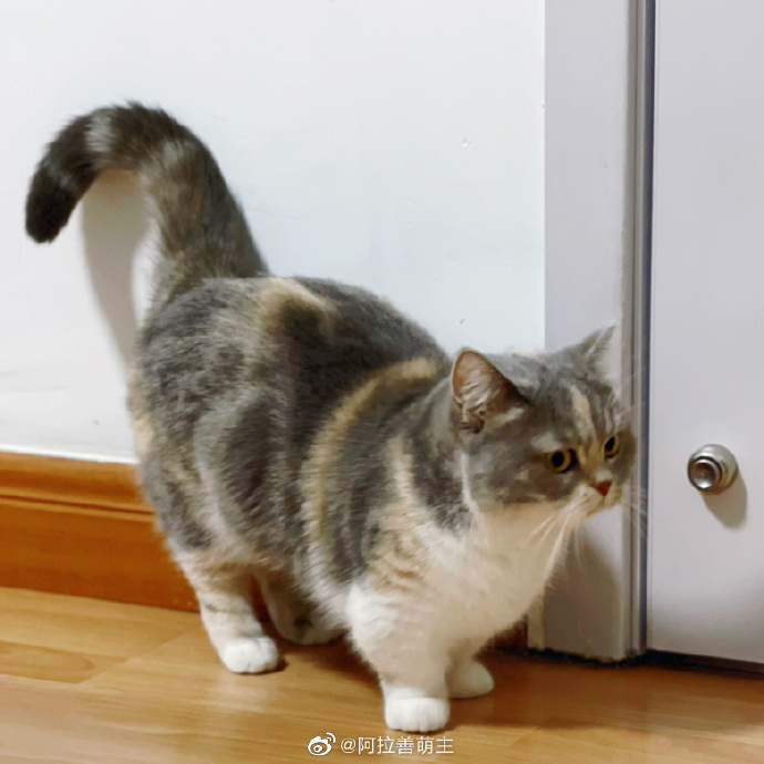 猫图片|宠物猫|猫咪|