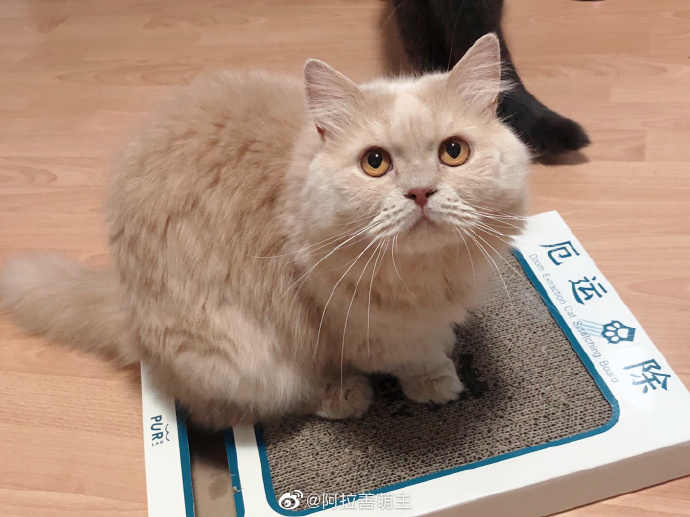 猫图片|宠物猫|猫咪|