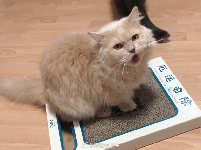 猫图片|宠物猫|猫咪|