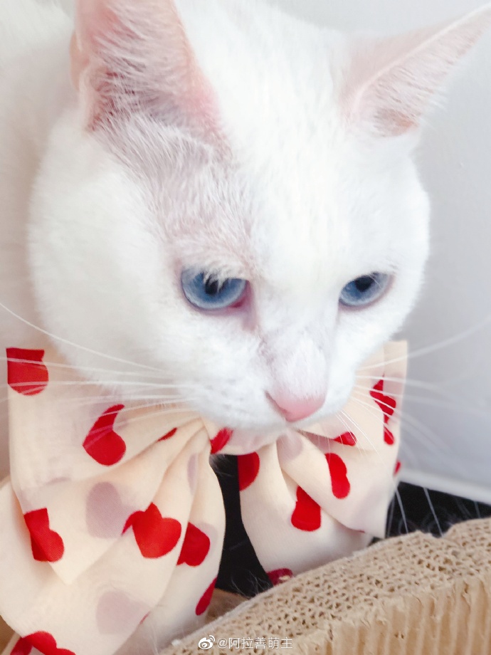 猫图片|宠物猫|猫咪|