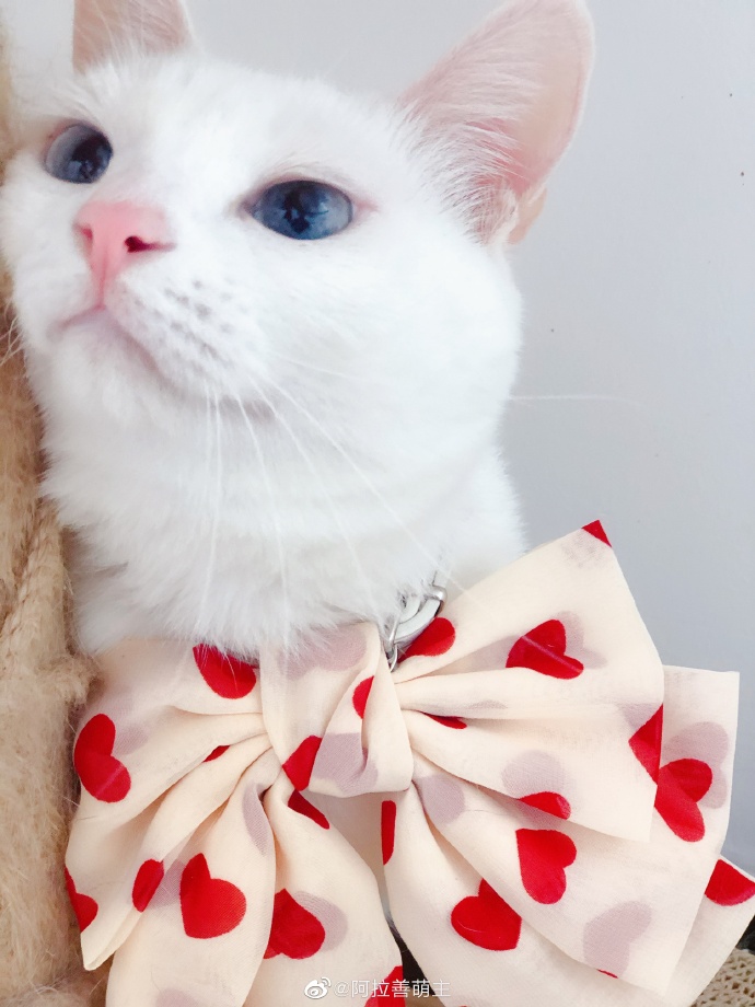 猫图片|宠物猫|猫咪|