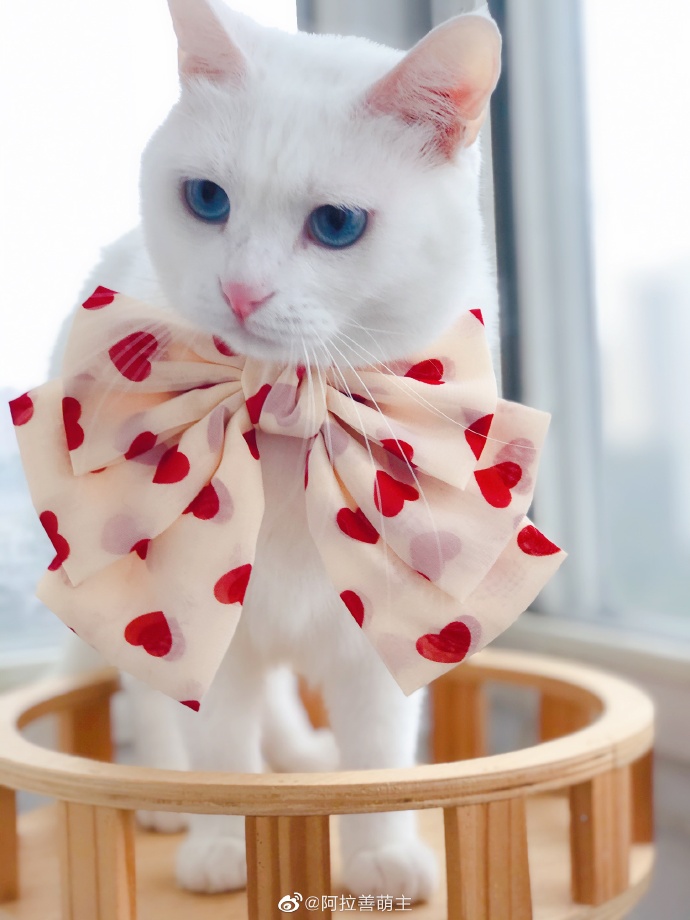 猫图片|宠物猫|猫咪|