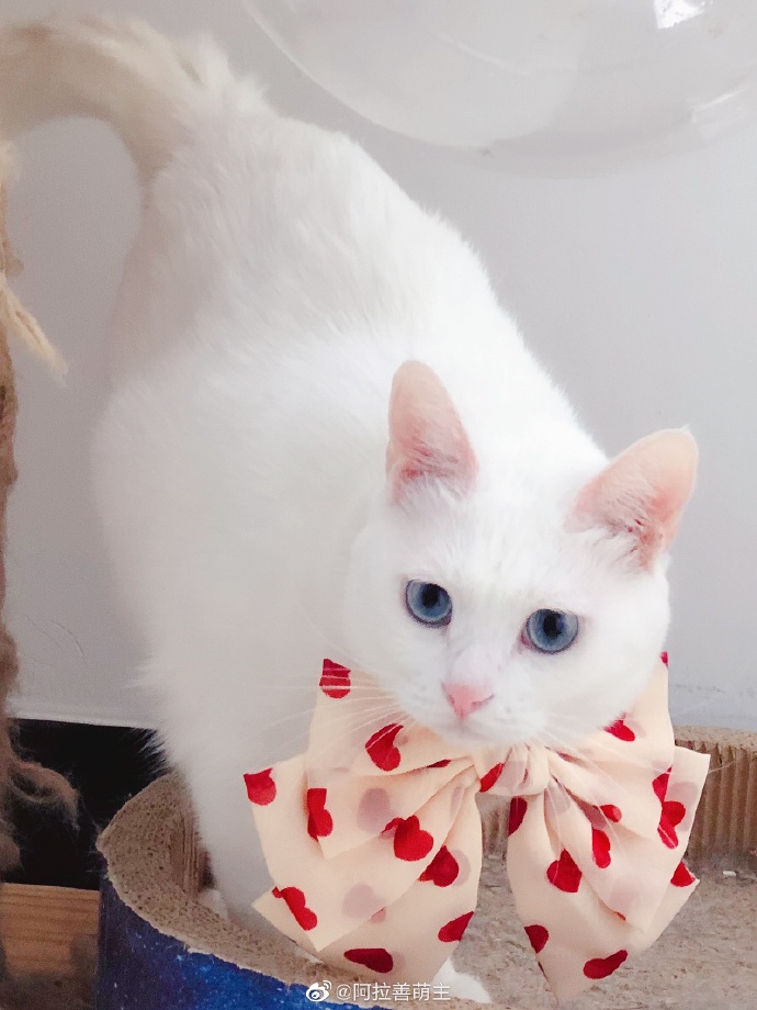 猫图片|宠物猫|猫咪|