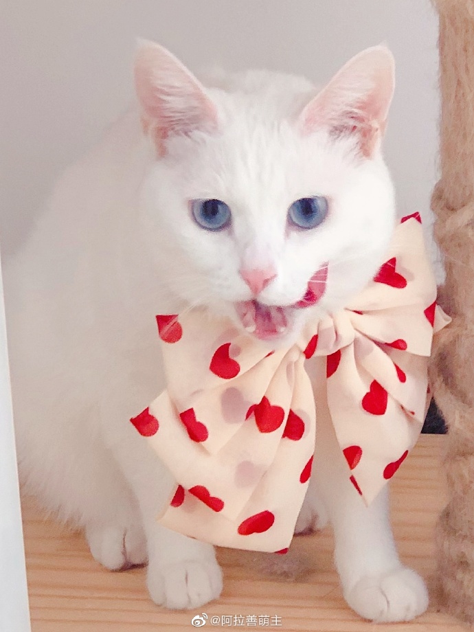 猫图片|宠物猫|猫咪|