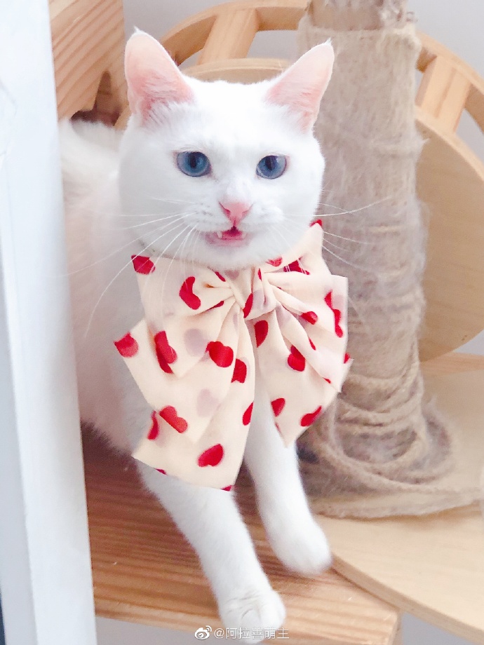 猫图片|宠物猫|猫咪|