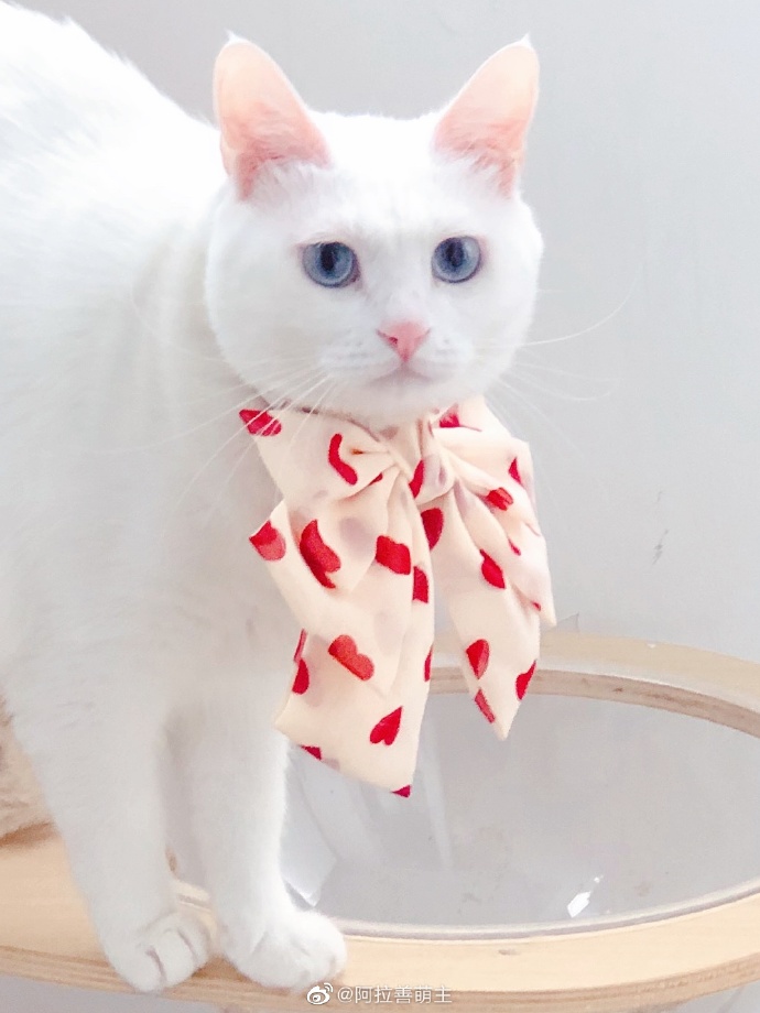 猫图片|宠物猫|猫咪|