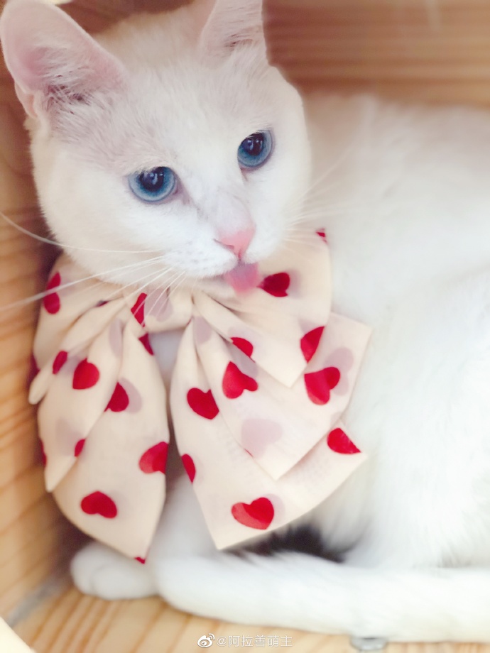 猫图片|宠物猫|猫咪|