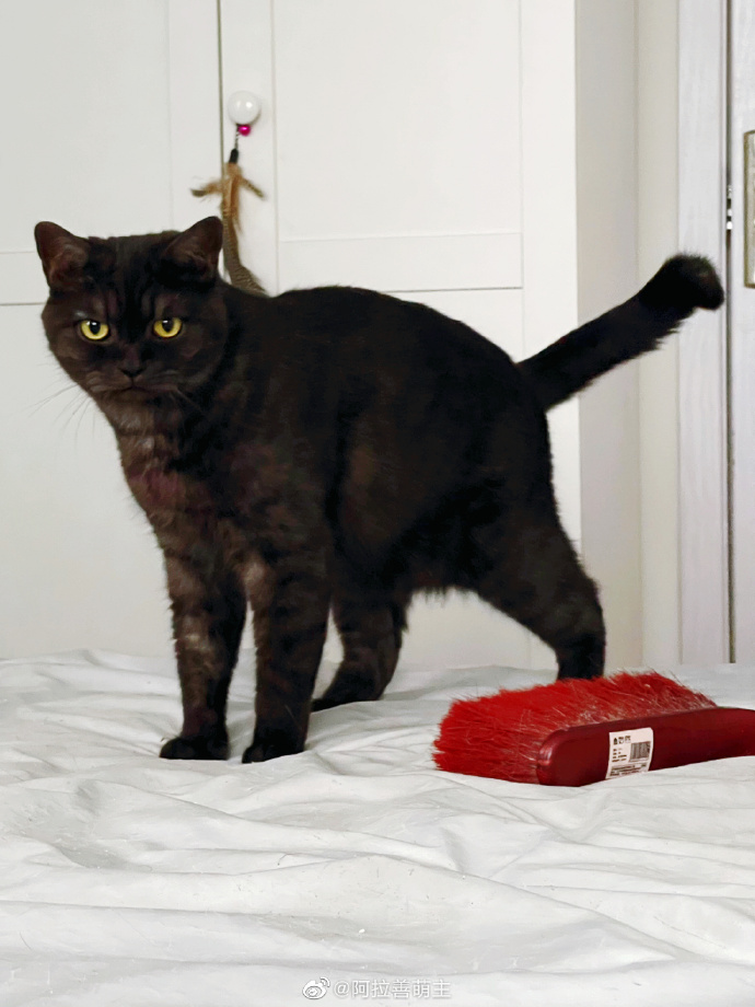 猫图片|宠物猫|猫咪|