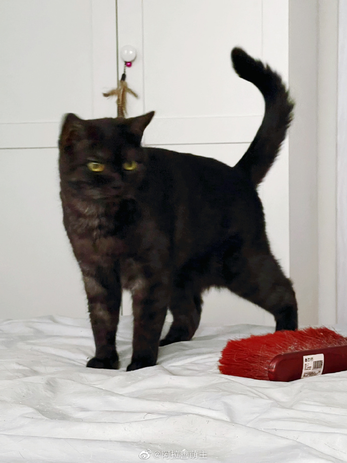 猫图片|宠物猫|猫咪|