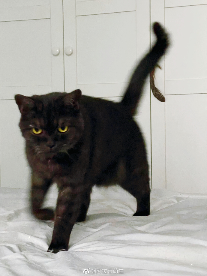 猫图片|宠物猫|猫咪|