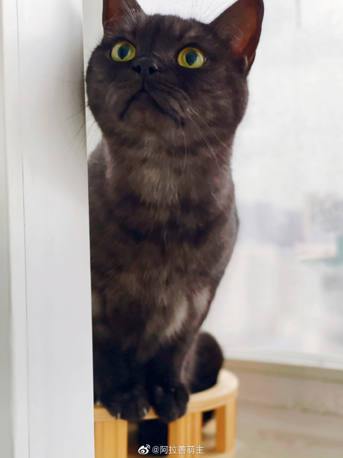 猫图片|宠物猫|猫咪|