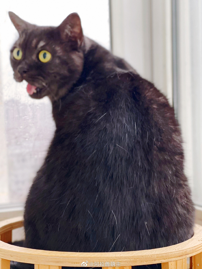 猫图片|宠物猫|猫咪|