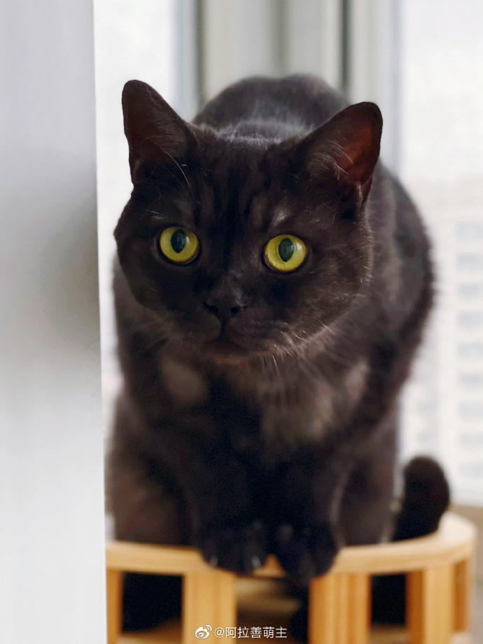 猫图片|宠物猫|猫咪|