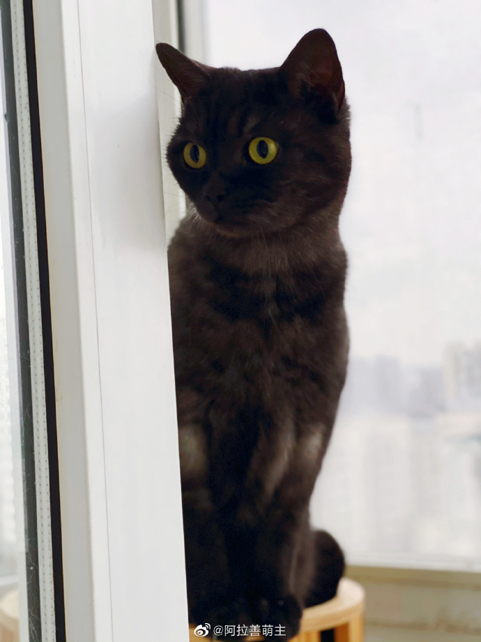 猫图片|宠物猫|猫咪|