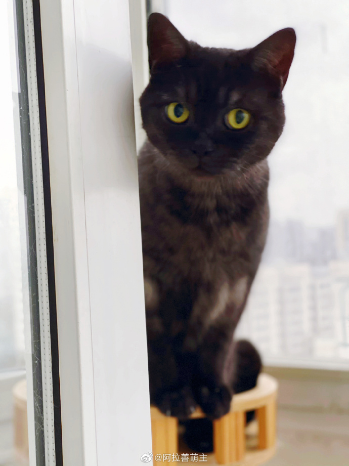 猫图片|宠物猫|猫咪|