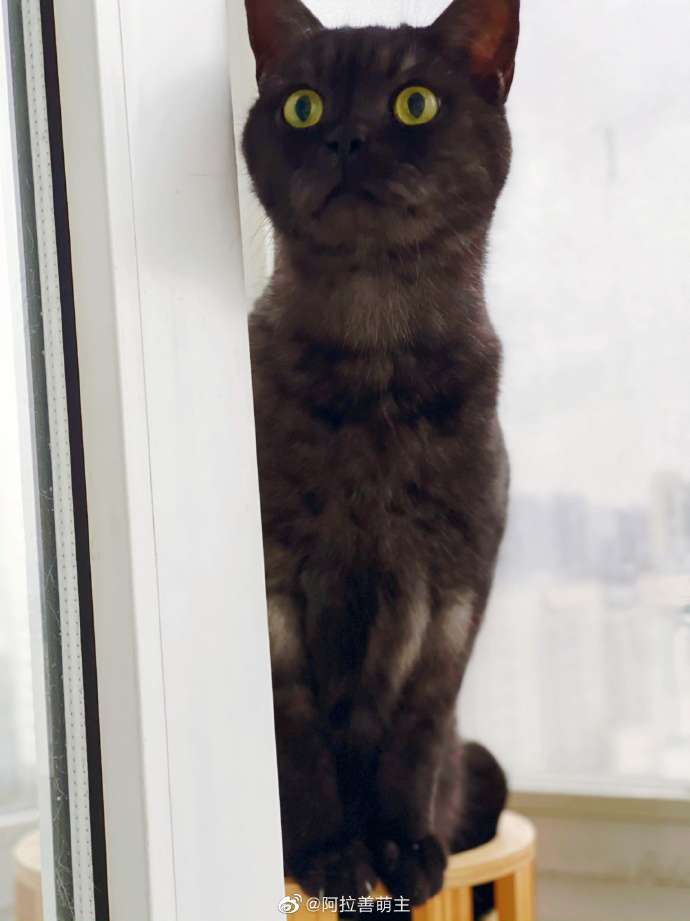 猫图片|宠物猫|猫咪|