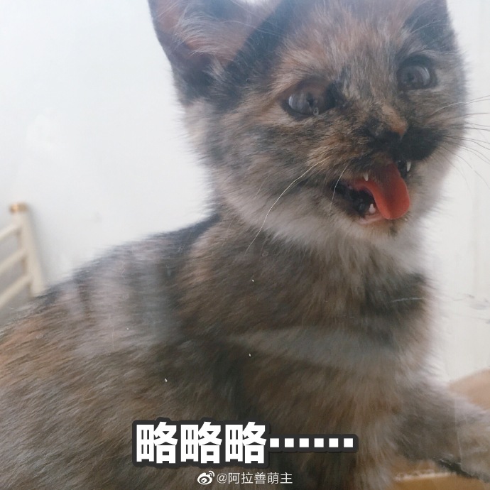 猫图片|宠物猫|猫咪|