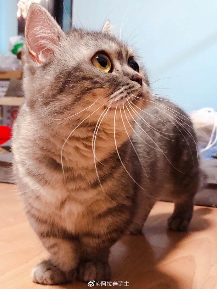 猫图片|宠物猫|猫咪|