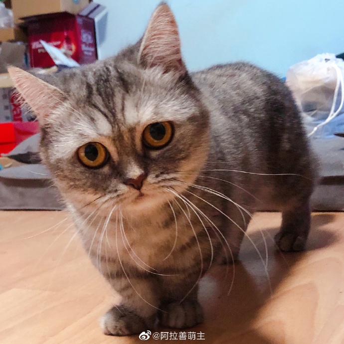 猫图片|宠物猫|猫咪|