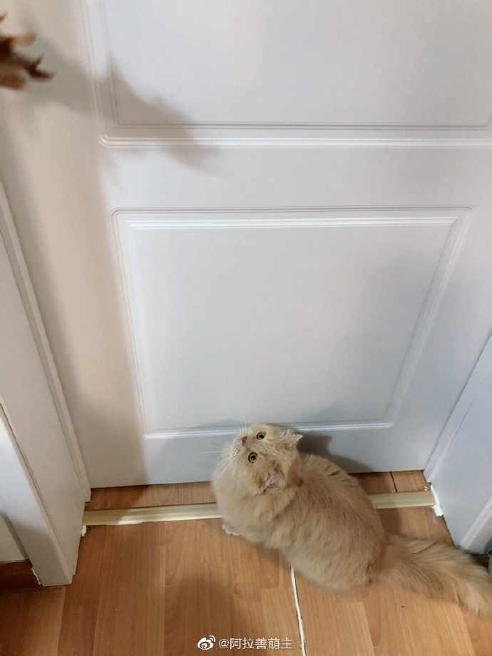 猫图片|宠物猫|猫咪|