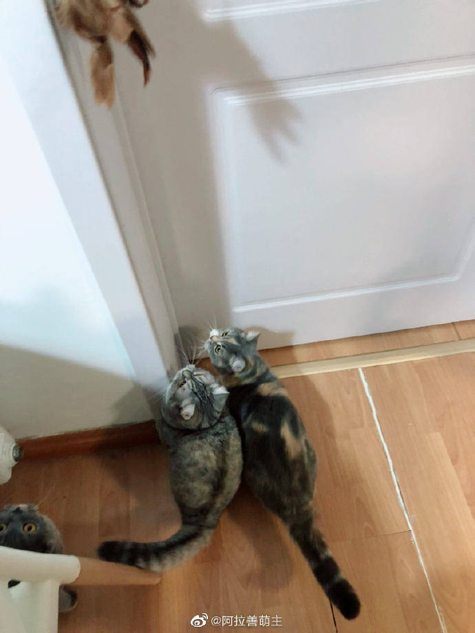 猫图片|宠物猫|猫咪|