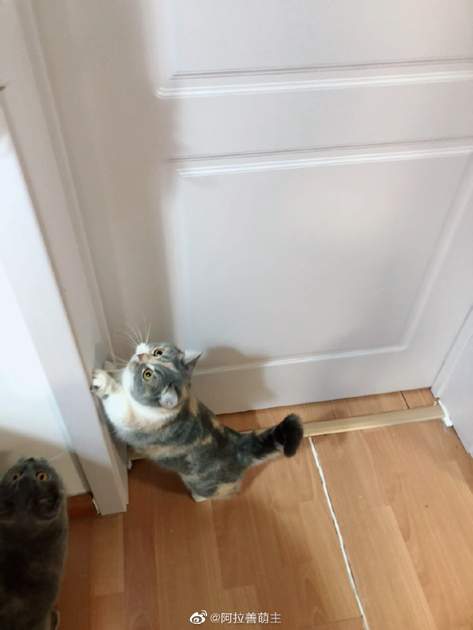 猫图片|宠物猫|猫咪|