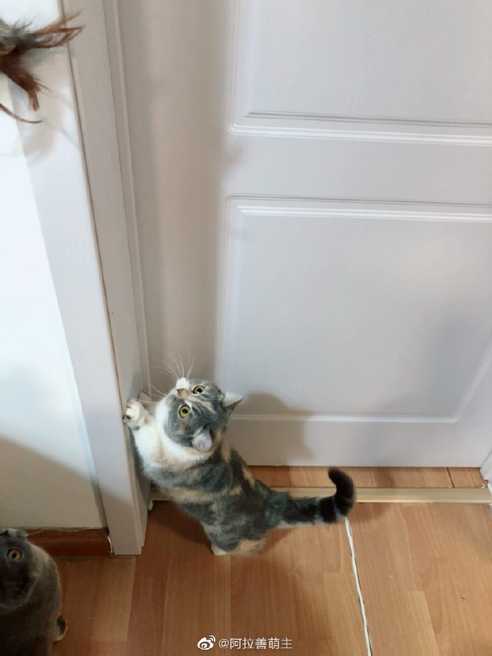 猫图片|宠物猫|猫咪|