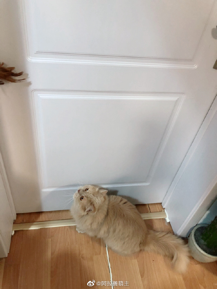 猫图片|宠物猫|猫咪|