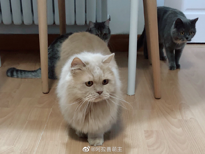 猫图片|宠物猫|猫咪|