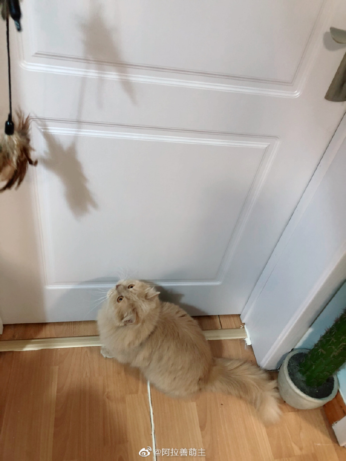 猫图片|宠物猫|猫咪|