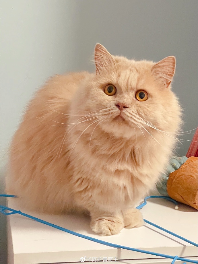 猫图片|宠物猫|猫咪|