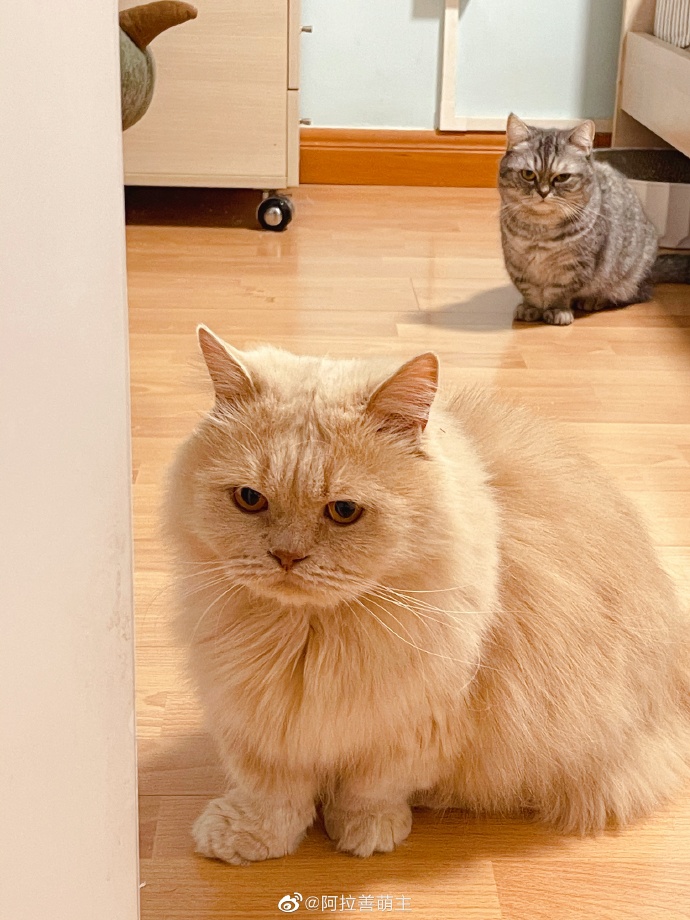 猫图片|宠物猫|猫咪|