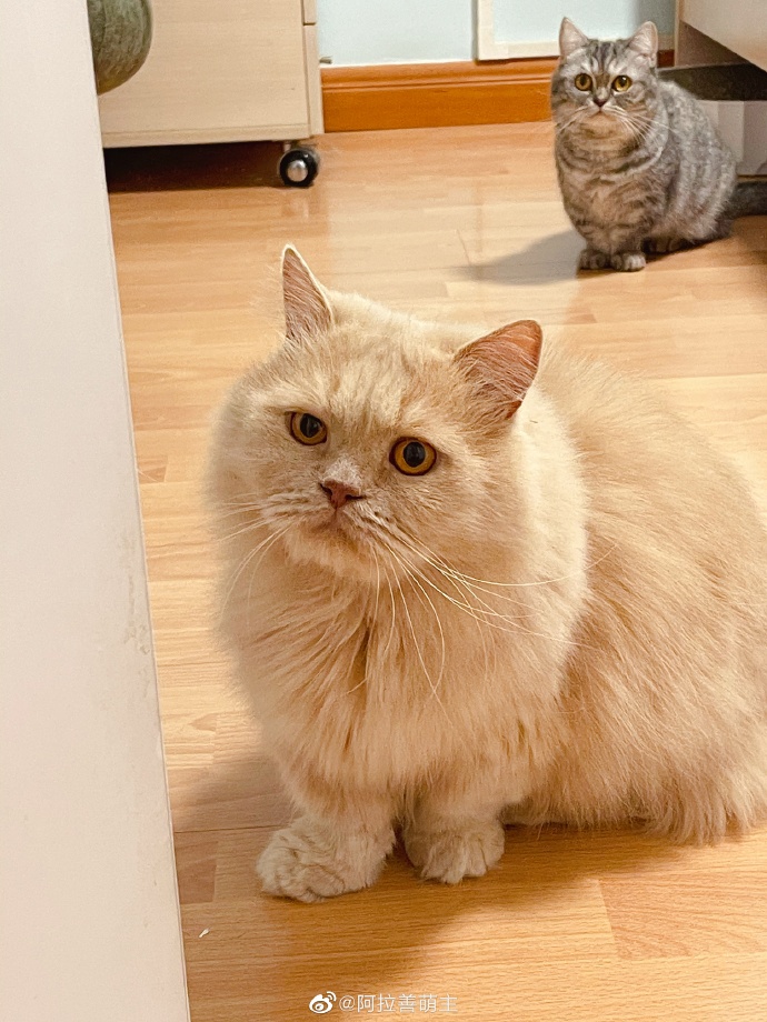 猫图片|宠物猫|猫咪|