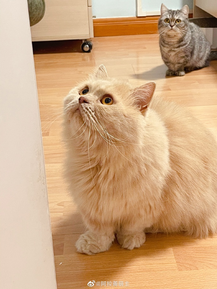 猫图片|宠物猫|猫咪|