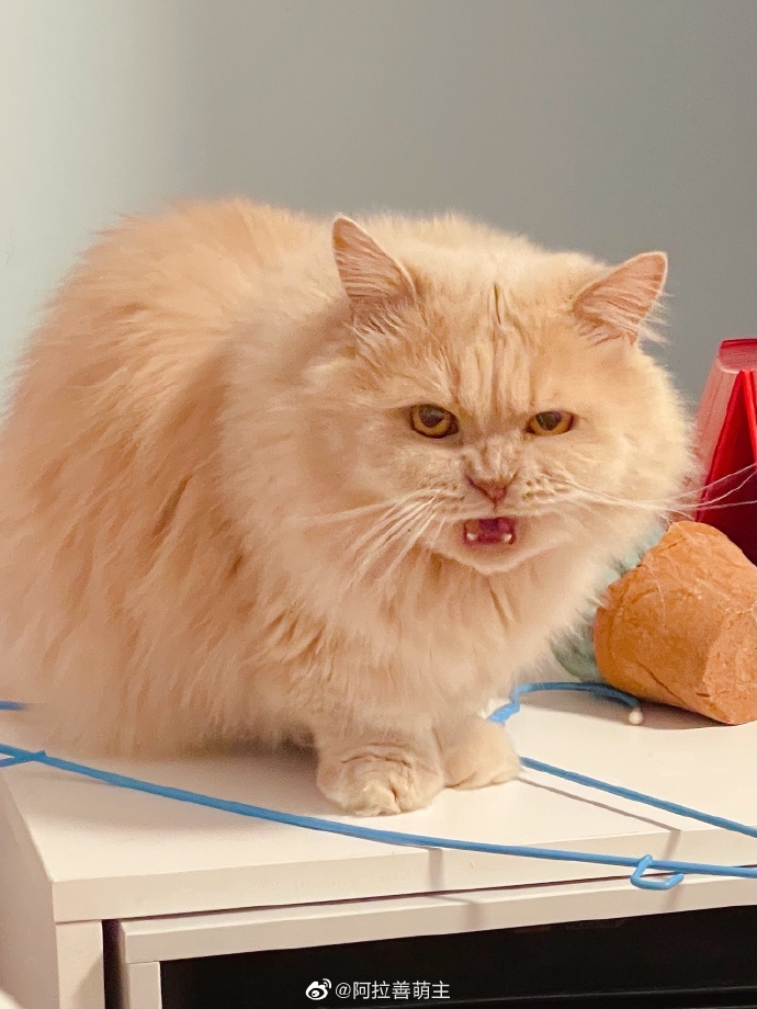 猫图片|宠物猫|猫咪|