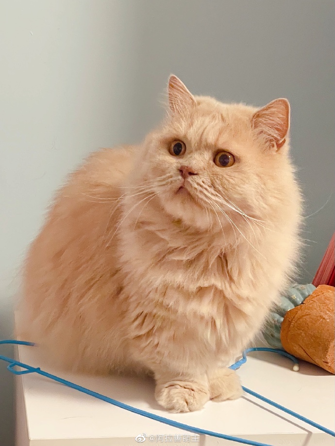 猫图片|宠物猫|猫咪|