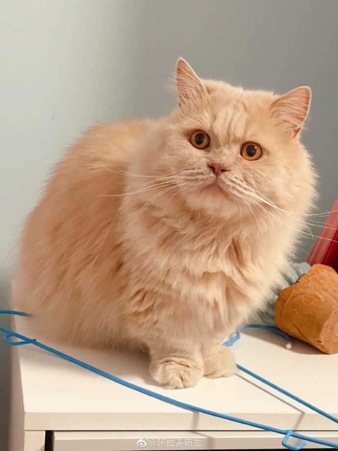 猫图片|宠物猫|猫咪|