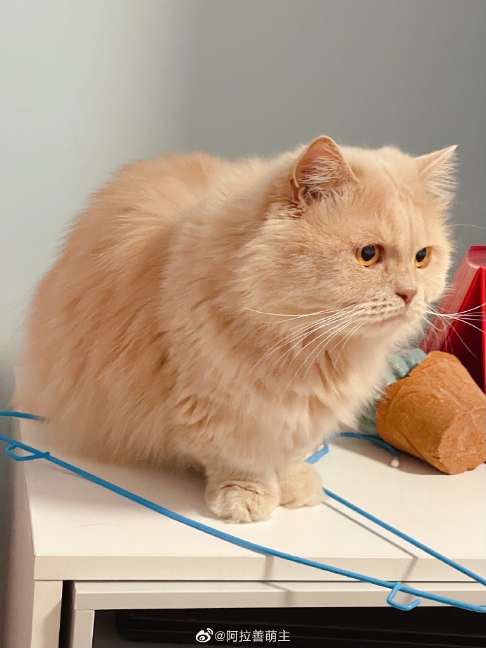 猫图片|宠物猫|猫咪|