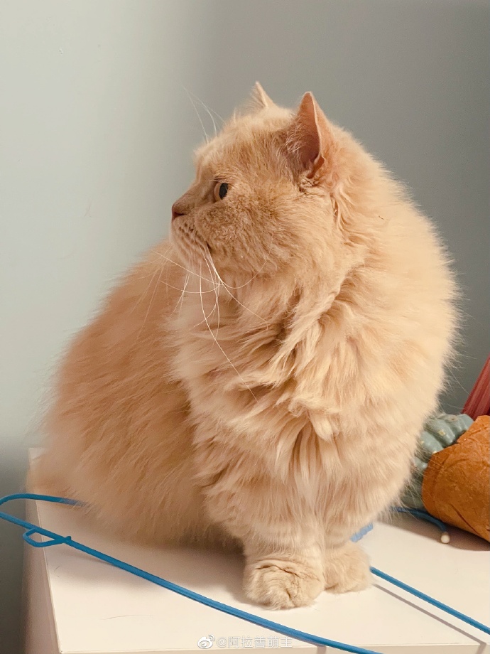 猫图片|宠物猫|猫咪|