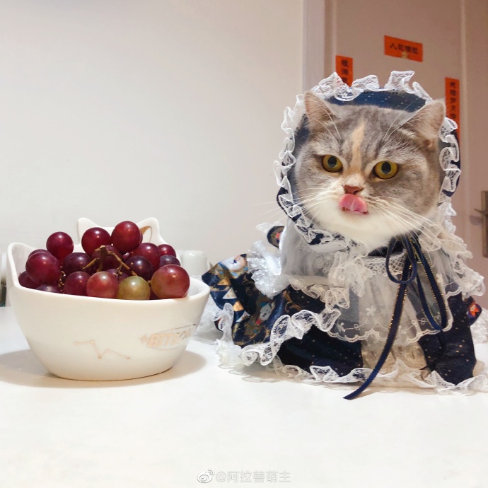 猫图片|宠物猫|猫咪|