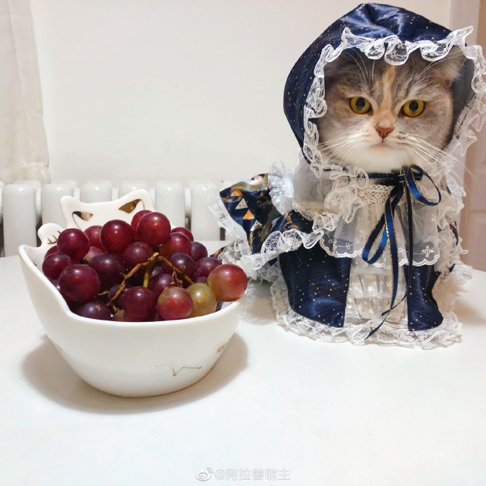 猫图片|宠物猫|猫咪|