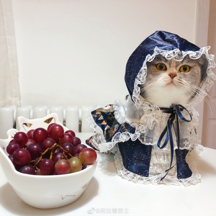 猫图片|宠物猫|猫咪|