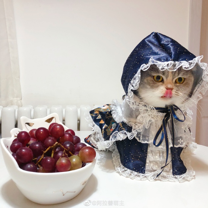 猫图片|宠物猫|猫咪|